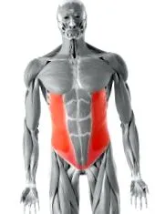 abdominale