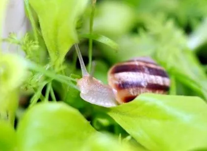 melci