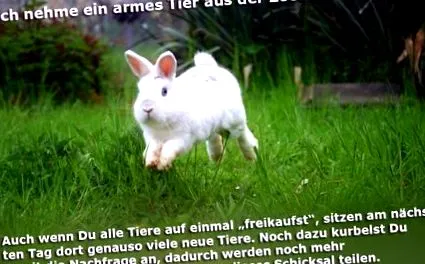 állatközvetítés