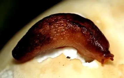 scapi