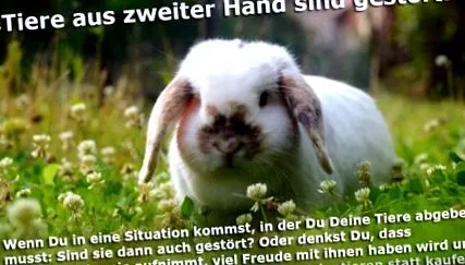 fülű