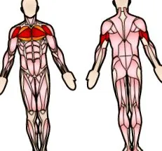 kéznyújtó extensor
