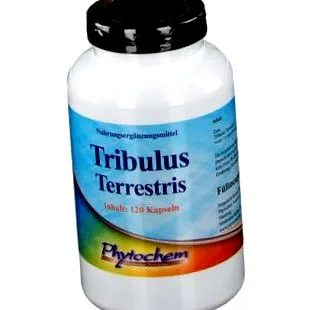 terrestris