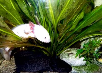 axolotl