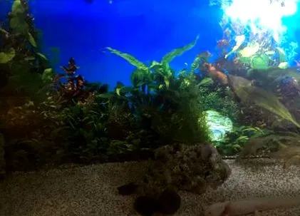 axolotl