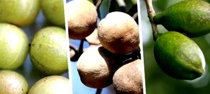 triphala