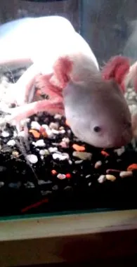 axolotl