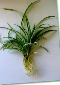 plante