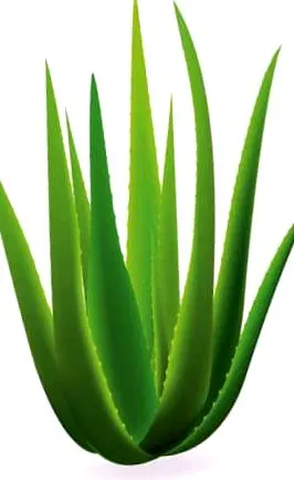 plante