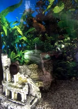 axolotl