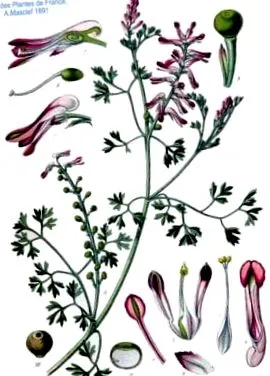 plante