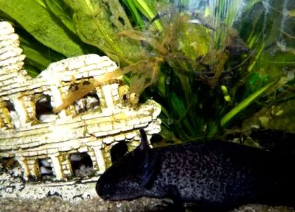 axolotl