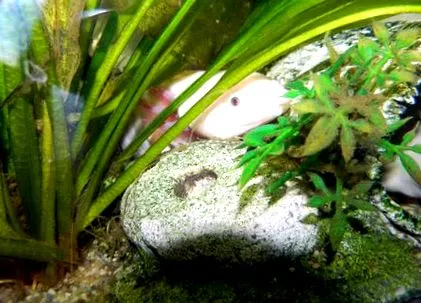 axolotl