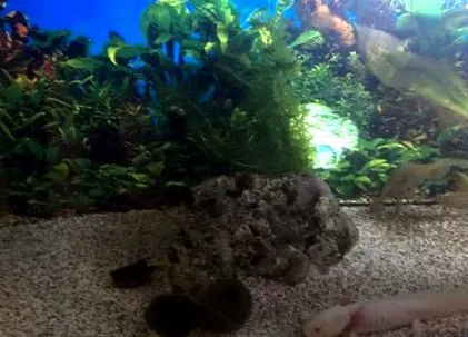 axolotl