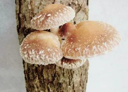 vitale ciuperci
