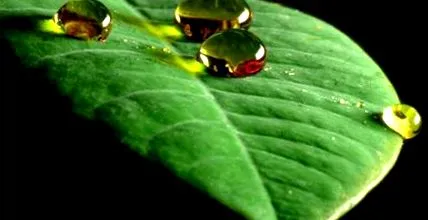 wasser