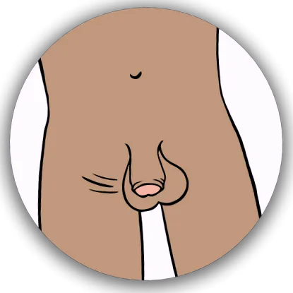 penis