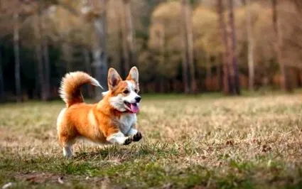 corgi