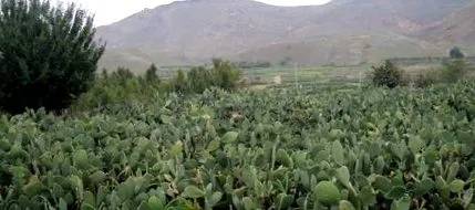 cactus
