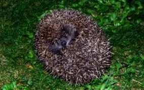 hibernálás alatt