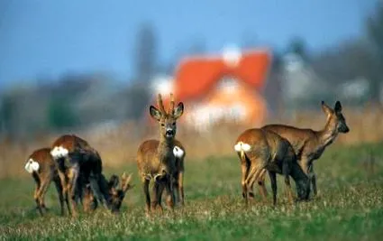 sălbatice