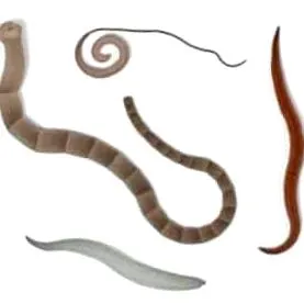 câine