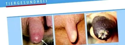 eredő