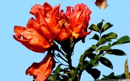 tulipánfa