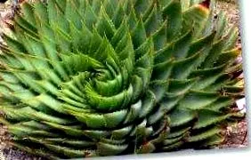 aloe