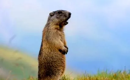 toată marmotele