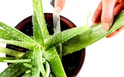aloe ușor
