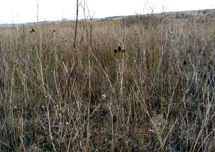 bozótvágó