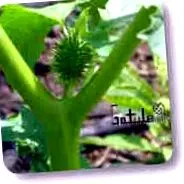 dioica