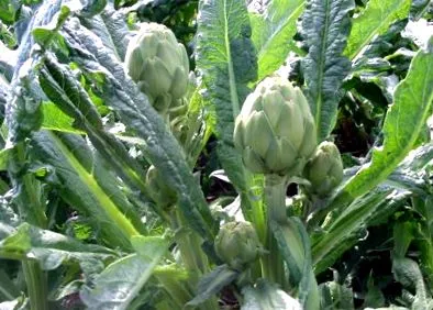 alacsony kalóriatartalmú