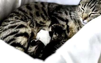 котка