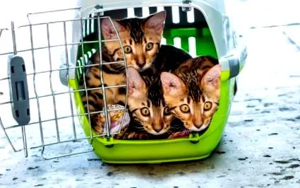 които