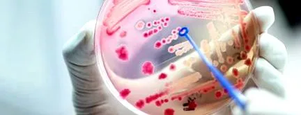 microbiota