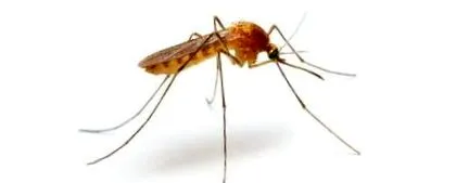 leishmaniasis