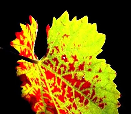 vignerons