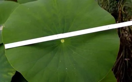 soiuri