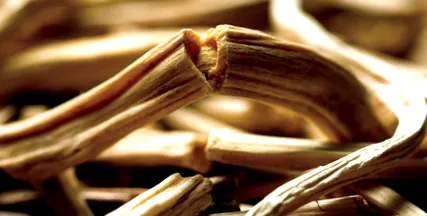 ayurveda