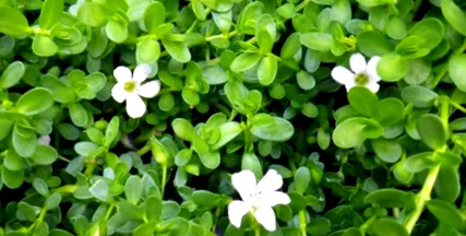 ayurveda