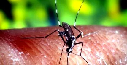 asiatic tigru