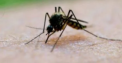 asiatic tigru