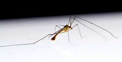 asiatic specii