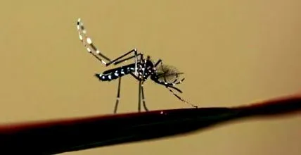asiatic specii