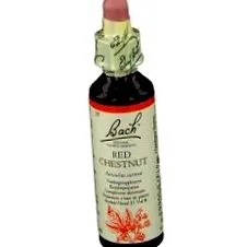blüte