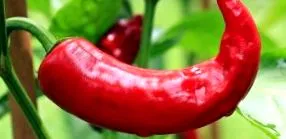 scapă