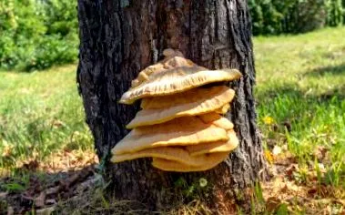 reacționezi