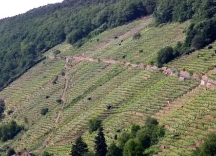 terasele locuri